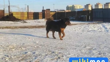 12 дугаар сургууль - Чойбалсан
