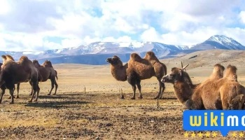 Sayat Travel - Өлгий