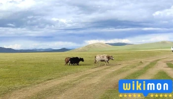 Sod mongol - Мөрөн