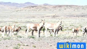 Wildlife Conservation Society (wcs) Mongolia - Улаанбаатар
