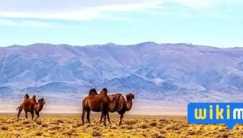 Машин түрээс. Car rental - Даланзадгад