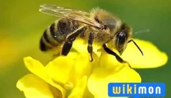 Элит хөшиг ххк Зөгийн аж ахуй ,Өвлийн хүлэмж , Ногоон зоорь - Монгол