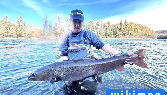 Big Fish Zagaschlakh Kheregsliin Delguur Bugd - Улаанбаатар