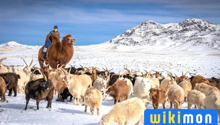 Dream Mongolia Tour -  Ezemshigchiinkh - Улаанбаатар