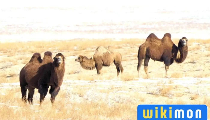 Ikh Nartiin Chuluu Nature Reserve - Ikhe Nartön Khid