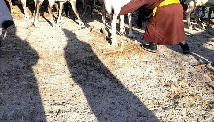 Travel Guide To Mongolian Reindeer Herders -  Ezemshigchiinkh - Гурвансайхан