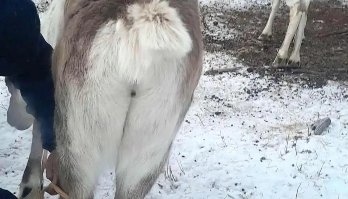 Travel Guide To Mongolian Reindeer Herders -  Video - Гурвансайхан