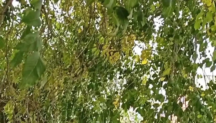 Uilchilgeenii Tov Video - Дархан