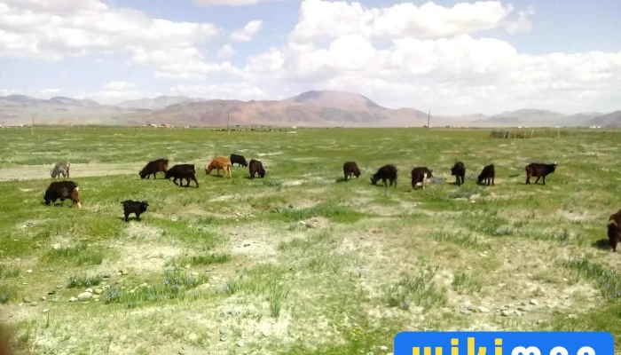 Ulaankhus Bugd - Баян-өлгий