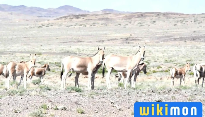 Wildlife Conservation Society (wcs) Mongolia - Улаанбаатар